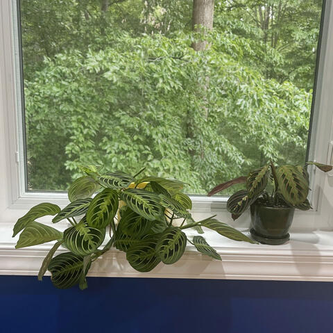 Two houseplants on a windowsill